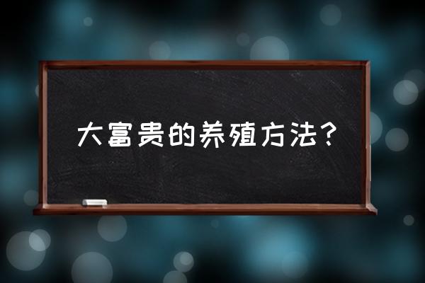 富贵树怎样养才会茂盛 大富贵的养殖方法？