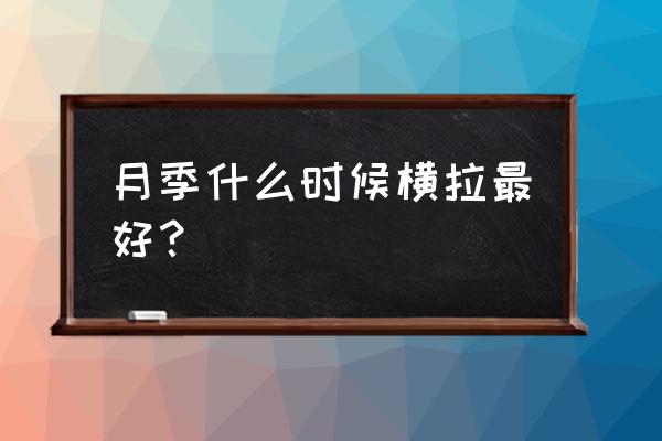 藤本月季横拉示意图 月季什么时候横拉最好？