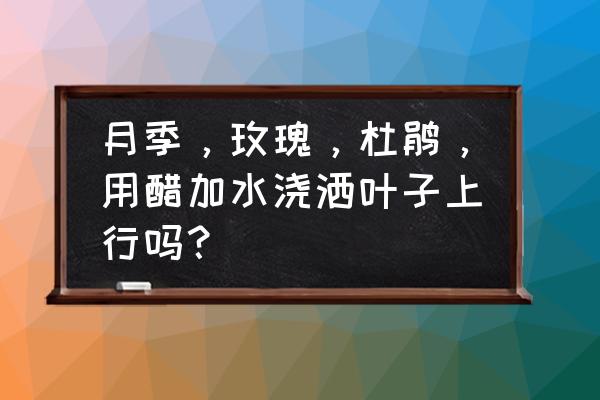 月季玫瑰怎么养可以花开得大 月季，玫瑰，杜鹃，用醋加水浇洒叶子上行吗？