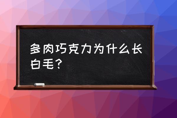 多肉巧克力怎么养才能不变绿 多肉巧克力为什么长白毛？