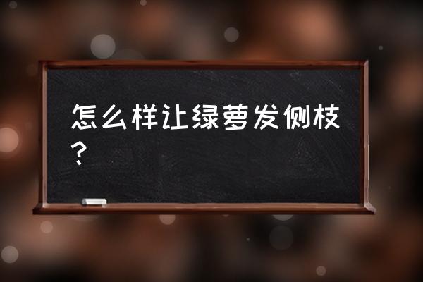 让绿萝爆盆的8个方法有哪些 怎么样让绿萝发侧枝？