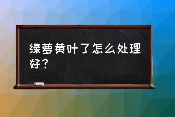 绿萝叶子发黄几乎掉光了怎么补救 绿萝黄叶了怎么处理好？