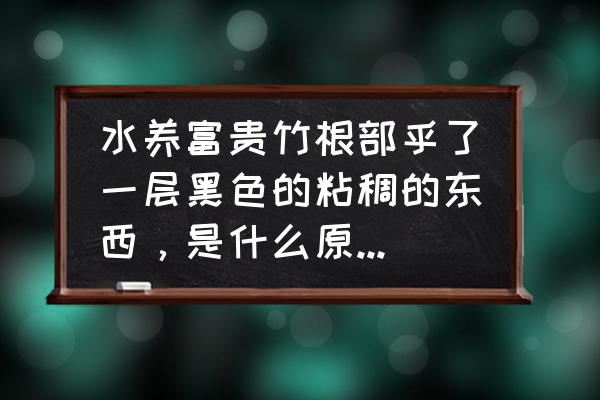 富贵竹根部腐烂是怎么回事 水养富贵竹根部乎了一层黑色的粘稠的东西，是什么原因。有害处么?怎么清掉？