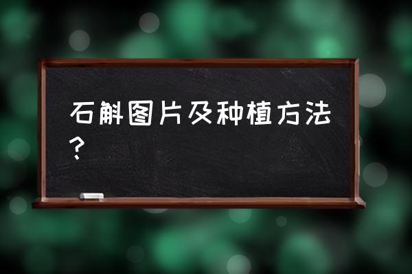 石斛的种植方法和注意事项 石斛图片及种植方法？