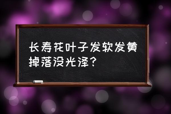 长寿花叶子长虫处理方法 长寿花叶子发软发黄掉落没光泽？