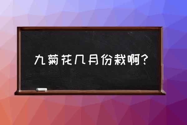 九月菊怎样修剪才能不长高 九菊花几月份栽啊？