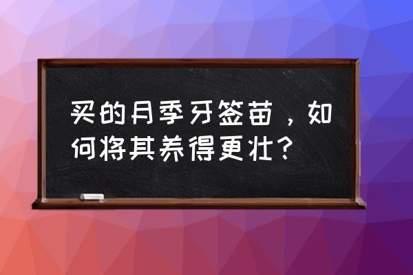 月季牙签苗为什么不能直接种大盆 买的月季牙签苗，如何将其养得更壮？