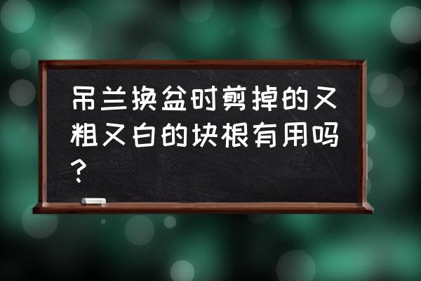 怎样让吊兰叶子短粗 吊兰换盆时剪掉的又粗又白的块根有用吗？