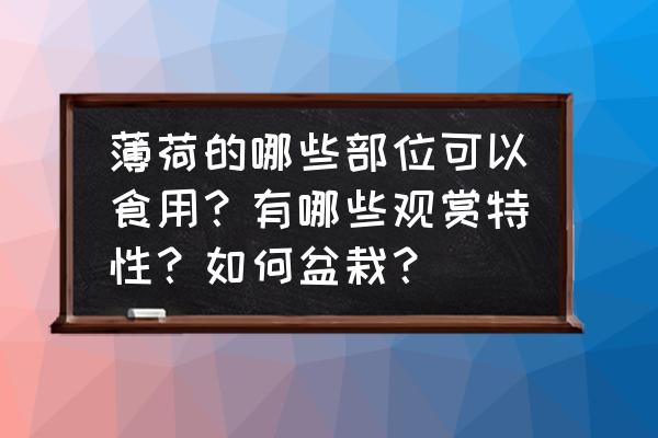 酸奶盆栽的做法孩子特别爱吃 薄荷的哪些部位可以食用？有哪些观赏特性？如何盆栽？