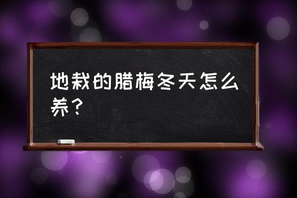 冬季种什么花好养又好看 地栽的腊梅冬天怎么养？