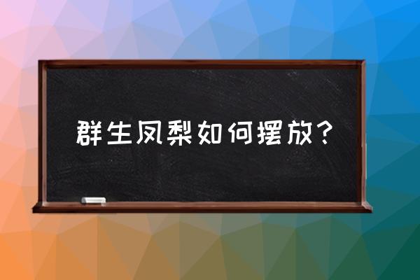 盆栽凤梨怎么养 群生凤梨如何摆放？