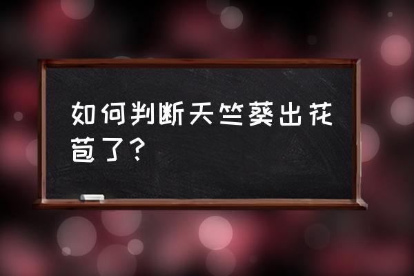 天竺葵开花的正确方法 如何判断天竺葵出花苞了？