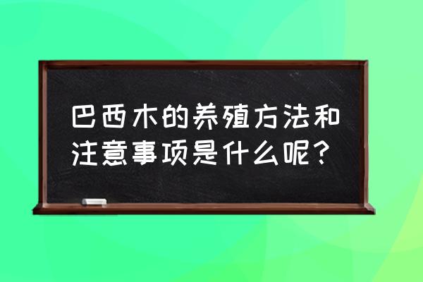 巴西木如何养 巴西木的养殖方法和注意事项是什么呢？