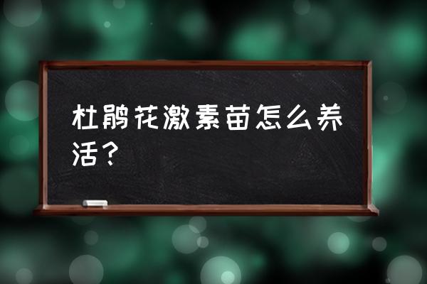 杜鹃小苗大规模种植 杜鹃花激素苗怎么养活？