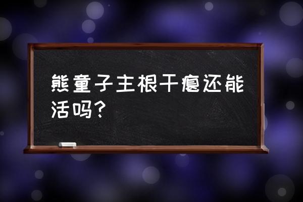 多肉熊童子怎么养最好 熊童子主根干瘪还能活吗？