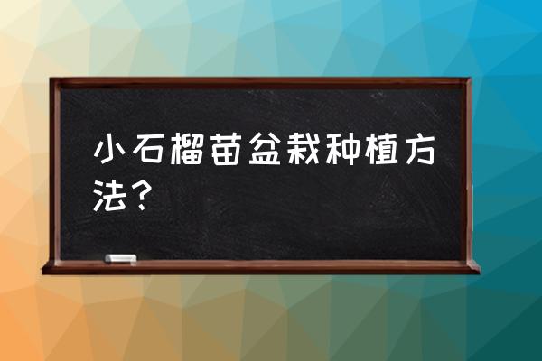 盆栽石榴的种植 小石榴苗盆栽种植方法？