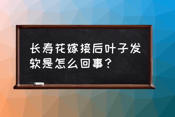 长寿花的叶子发红且软怎么办 长寿花嫁接后叶子发软是怎么回事？