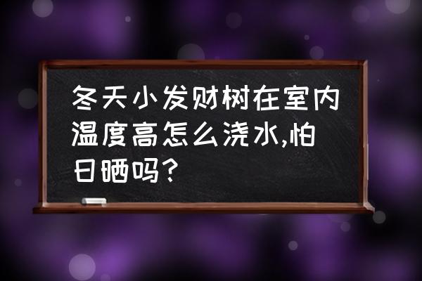 冬天室外的发财树怎么养才茂盛 冬天小发财树在室内温度高怎么浇水,怕日晒吗？