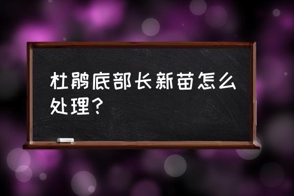 盆栽杜鹃花怎么用土分株栽培 杜鹃底部长新苗怎么处理？