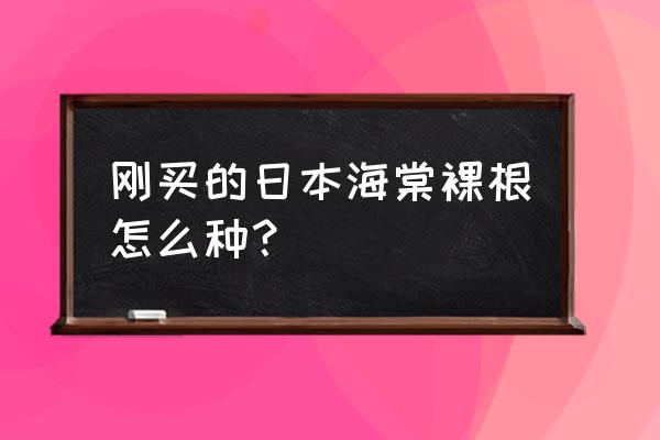 生根粉泡裸根苗正确方法 刚买的日本海棠裸根怎么种？