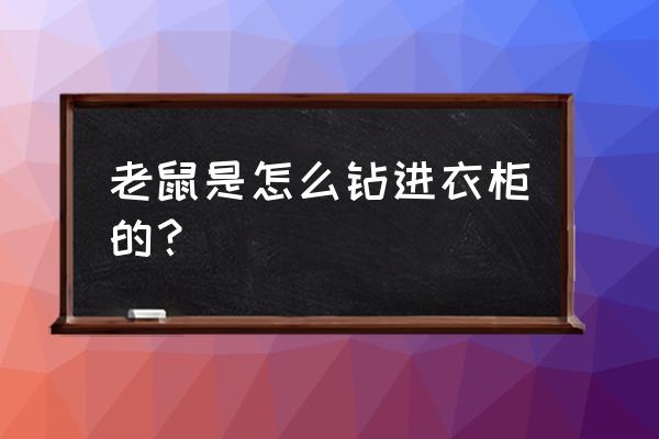 老鼠死在衣柜里面衣服怎么办 老鼠是怎么钻进衣柜的？