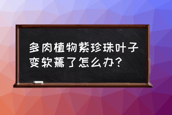 紫珍珠叶子快掉没了怎么办 多肉植物紫珍珠叶子变软蔫了怎么办？