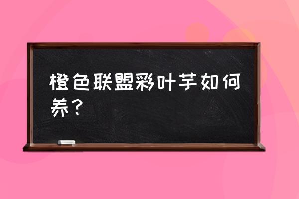 怎么样才能把彩叶芋养得又肥又大 橙色联盟彩叶芋如何养？