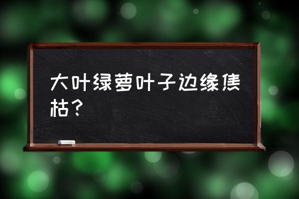 绿箩叶子发干 大叶绿萝叶子边缘焦枯？