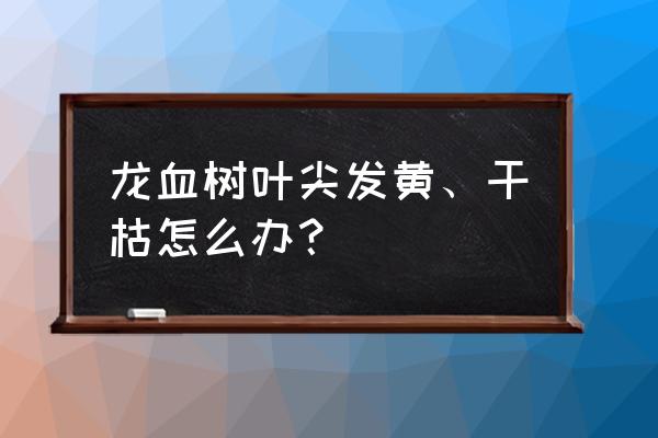 花叶子尖发黄干枯怎么补救 龙血树叶尖发黄、干枯怎么办？