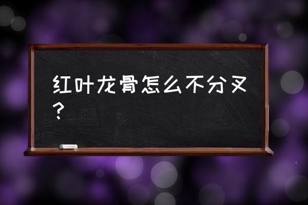 怎样让龙骨花底下分叉 红叶龙骨怎么不分叉？