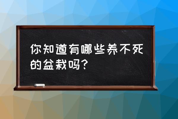 怎样养碰碰香会爆盆 你知道有哪些养不死的盆栽吗？