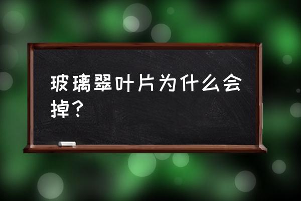 玻璃翠叶子掉光了怎么补救 玻璃翠叶片为什么会掉？