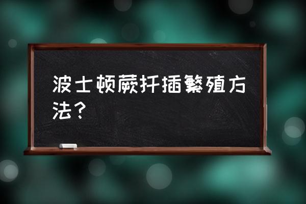 波士顿蕨扦插繁殖方法 波士顿蕨扦插繁殖方法？