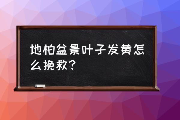 盆栽黄叶怎么补救 地柏盆景叶子发黄怎么挽救？