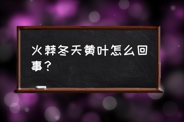 火棘叶子从下往上变黄变干 火棘冬天黄叶怎么回事？