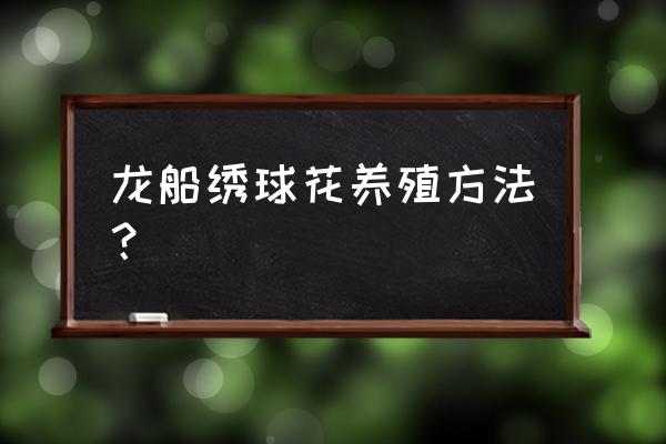 夏季买的绣球花怎么养 龙船绣球花养殖方法？