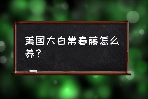 常春藤适宜什么时候种 美国大白常春藤怎么养？