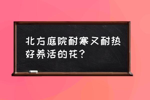 北方庭院月季花怎么养 北方庭院耐寒又耐热好养活的花？