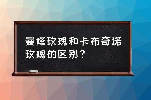 iphone 玫瑰塔 曼塔玫瑰和卡布奇诺玫瑰的区别？