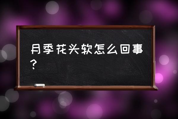 刚买的月季种下打蔫了能成活吗 月季花头软怎么回事？