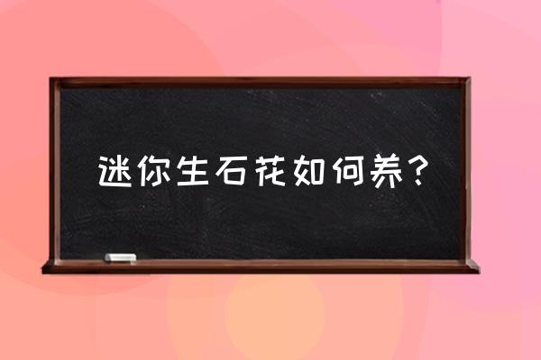 生石花播种后怎么浇水 迷你生石花如何养？