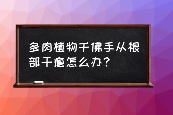 多肉千佛手长得高了怎么办 多肉植物千佛手从根部干瘪怎么办？