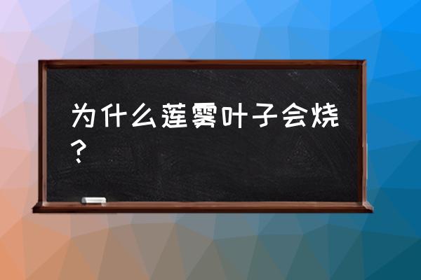 碗莲放硫酸亚铁对鱼有伤害吗 为什么莲雾叶子会烧？