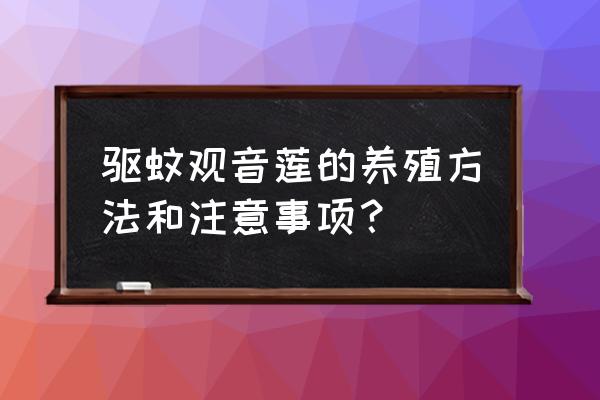 观音莲怎么养长得最快 驱蚊观音莲的养殖方法和注意事项？