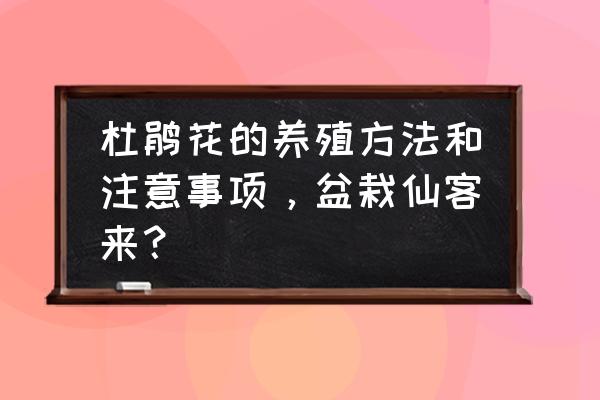 粘土做的杜鹃花盆栽 杜鹃花的养殖方法和注意事项，盆栽仙客来？