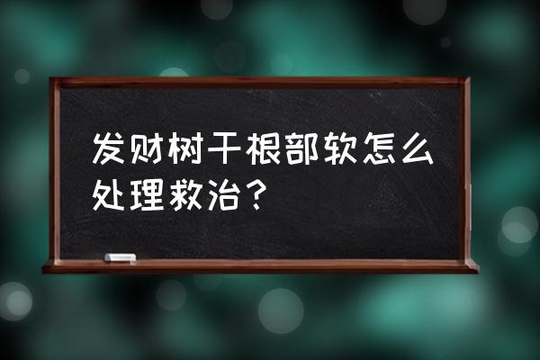 发财树树干顶端腐烂变软怎么办 发财树干根部软怎么处理救治？