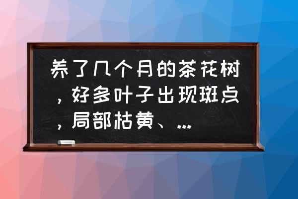 茶花常见的病虫害有哪些 养了几个月的茶花树，好多叶子出现斑点，局部枯黄、开裂，是不是生病了，怎么处理？