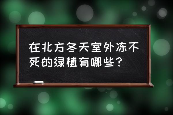 描写冬天植物优美句子 在北方冬天室外冻不死的绿植有哪些？