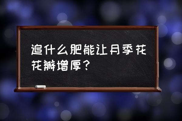 怎样才能让月季开更多的花 追什么肥能让月季花花瓣增厚？