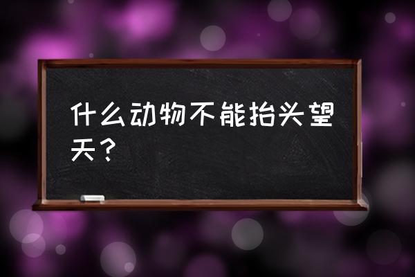 抬头蛙一口气游300米 什么动物不能抬头望天？